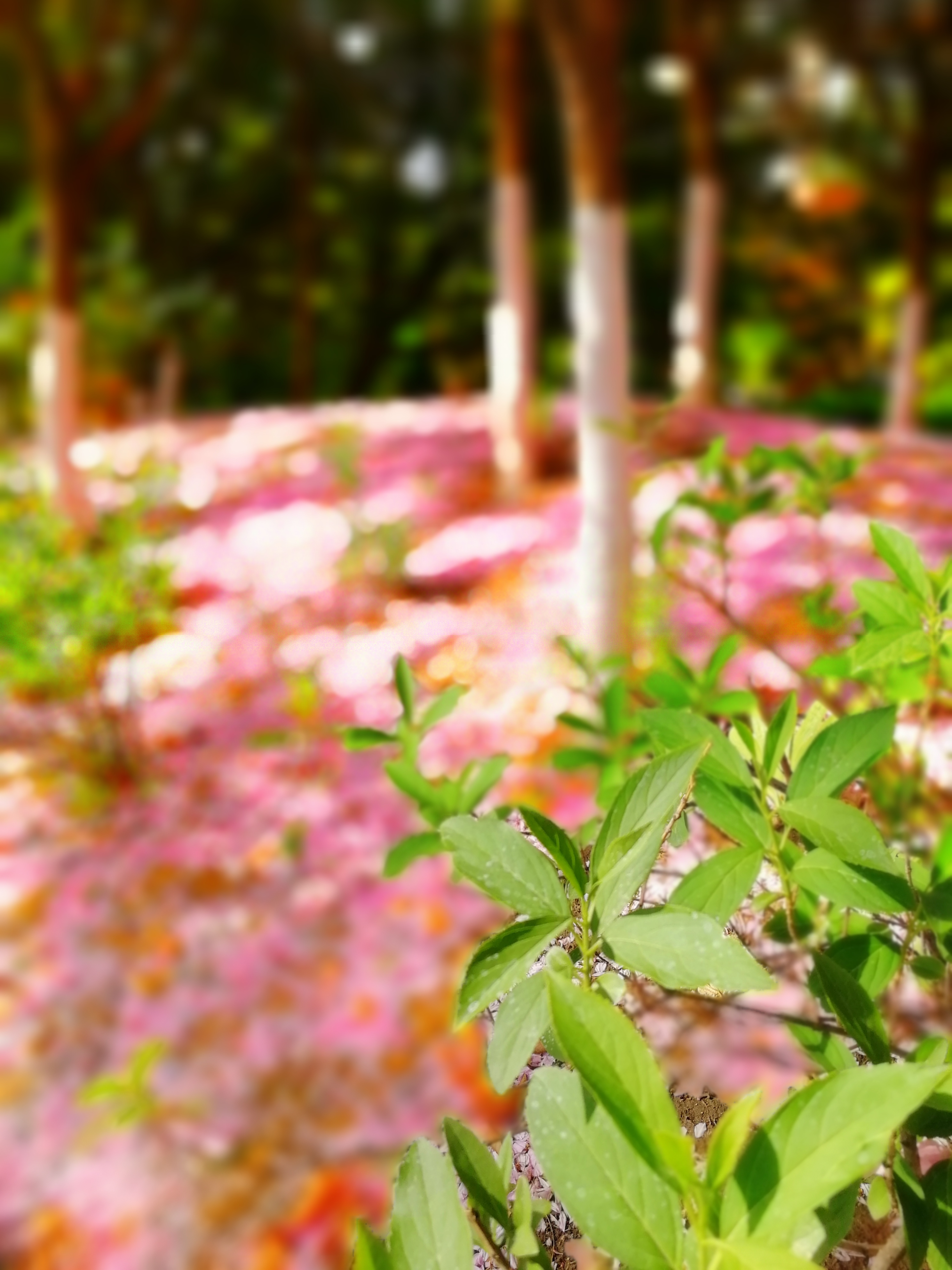 校园落花